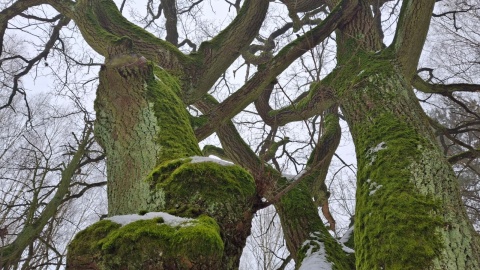 Grudziądzki radny nie chce budowy bloku w pobliżu zabytkowego parku. Inwestycja została zawieszona