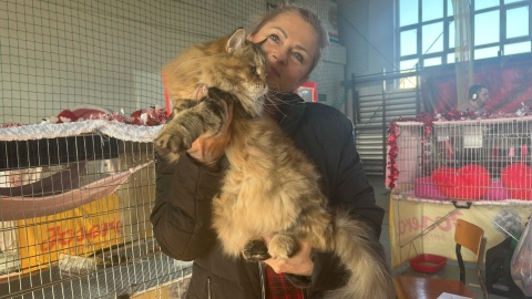 Koty z różnych zakątków świata zawładnęły Toruniem. Odbyła się międzynarodowa wystawa [zdjęcia]