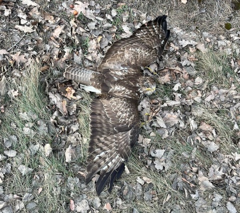 Policjanci dostali zgłoszenie, że drapieżny ptak chodzi po ulicy. Uległ wypadkowi [zdjęcia]