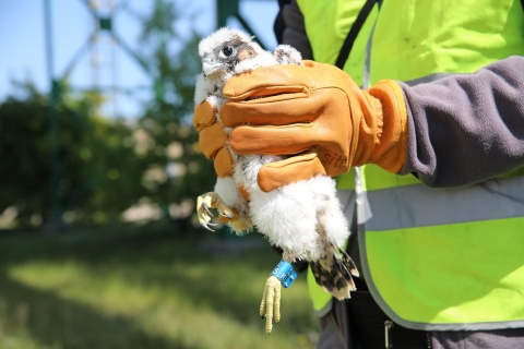 Sokoły w ANWILU [reklama]