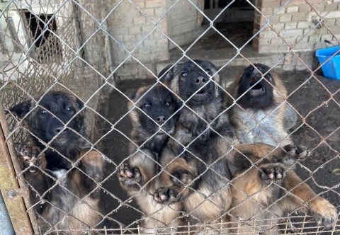 Dwaj mężczyźni z zarzutem znęcania się nad zwierzętami. Nielegalne hodowle w gminie Kcynia [wideo, zdjęcia]