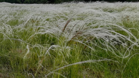 Ewenement w skali Europy. Unikatowa roślinność na toruńskim poligonie