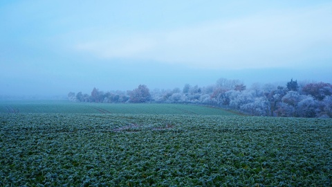 Rolnicy z regionu liczą straty po zimie. Mówią, że pszenica przetrwa, gorzej z innymi uprawami