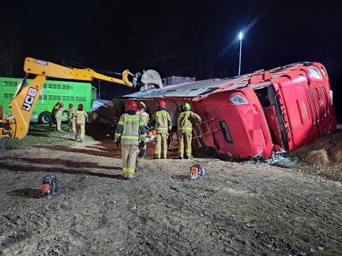 Szczuka. Ciężarówka z bydłem wpadła do rowu. W ujęciu zbiegłych zwierząt pomógł dron z kamerą