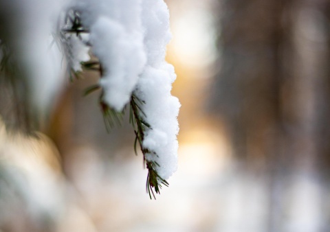 Dawid Warzyński z Nadleśnictwa Osie o ostatniej zimie: Była idealna dla przyrody