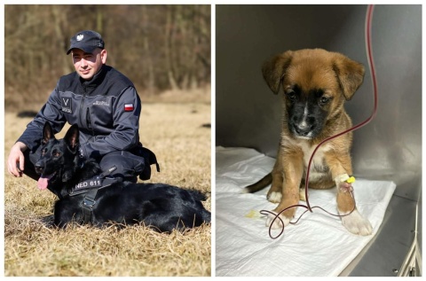 Więzienny psi strażnik z Potulic pomógł ratować życie 8-tygodniowego szczeniaka [zdjęcia]
