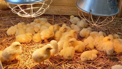 Kurczaki, świąteczne potrawy i dekoracje. Akademicki Jarmark Wielkanocny w bydgoskim Fordonie