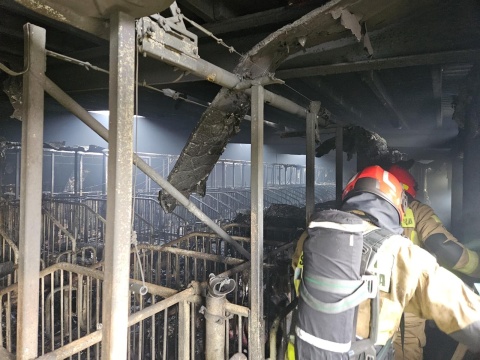 Pożar chlewni w powiecie inowrocławskim. Pół tysiąca świń nie żyje
