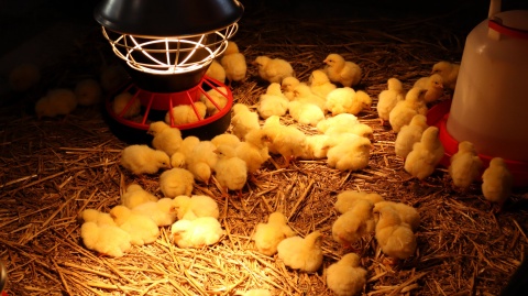 Pyszne potrawy, kolorowe ozdoby i kurczakoterapia. Zaprasza Politechnika Bydgoska [zdjęcia]