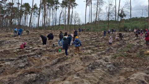 Akcja sadzenia małych sosen w regionie. Powstanie więcej lasów