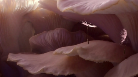 Opowieść o kruchości życia i nadziei na odrodzenie. Wygrywaj bilety na film Dmuchawce [zwiastun]