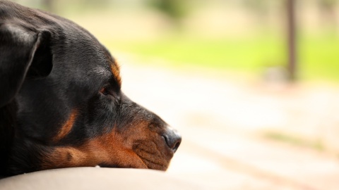 Czy skarbnik miejska Radziejowa znęcała się nad swoim psem PR PiK ma komentarz urzędniczki