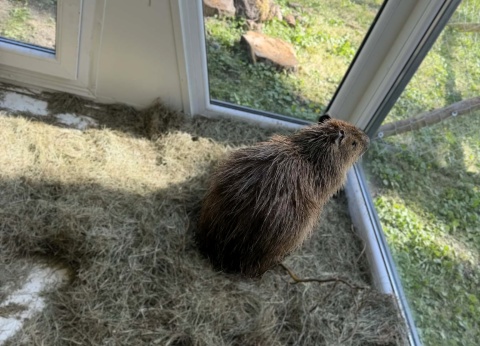 Kapibara Gerald się odnalazła Uciekiniera szukali od wtorku strażacy, wykorzystano drony