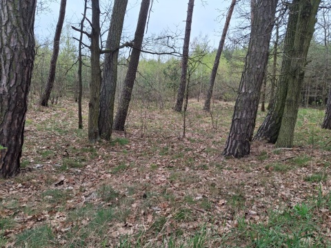 Reporter PR PiK uczestniczy w poszukiwaniach ofiary nazistowskiej zbrodni w Borach Tucholskich