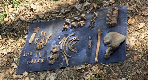 W Nowych Krąplewicach odnaleziono ludzkie szczątki. Czy to Franciszek Piątkowski