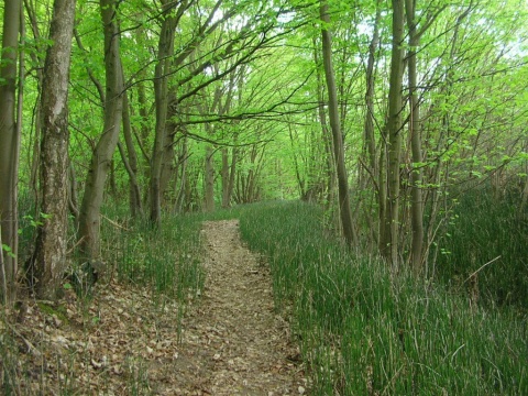 Dzika przyroda na Zboczu Fordońskim. Na majówkę polecamy Uroczysko Prodnia