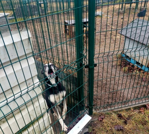Dobre psy i dobrzy ludzie spotkają się w bydgoskim Myślęcinku. To będzie dobry piknik