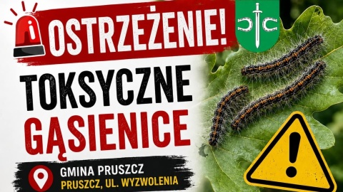 Gąsienice, które mogą być niebezpieczne pojawiły się w gminie Pruszcz w powiecie świeckim
