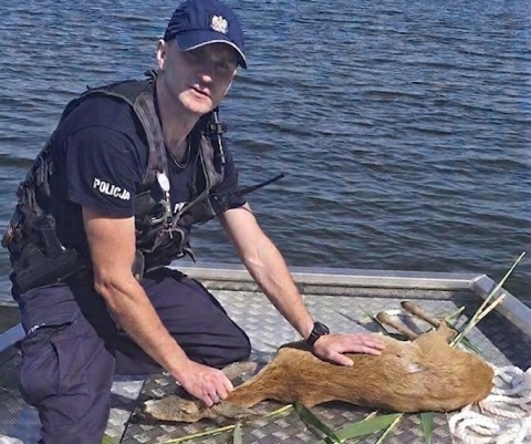 Pies napadł na sarenkę. Policjanci z Rypina uratowali zwierzę, które już się topiło
