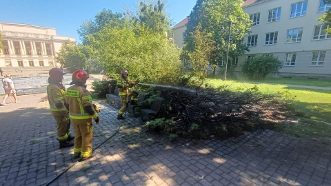 Pożar krzewów przy bydgoskiej szkole muzycznej. W gąszczu było pełno puszek [zdjęcia]