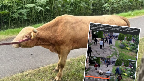 Byki uciekły z gospodarstwa w powiecie toruńskim. Zniszczenia na posesji w Turznie [AKTUALIZACJA]