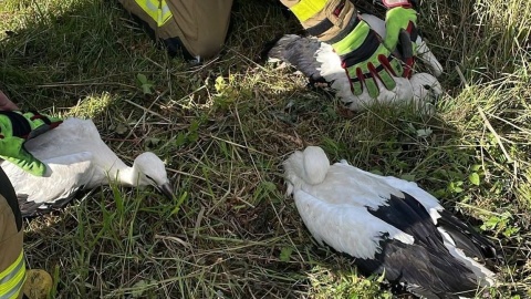 Silny wiatr zniszczył bocianie gniazdo. Strażacy uratowali trzy pisklęta