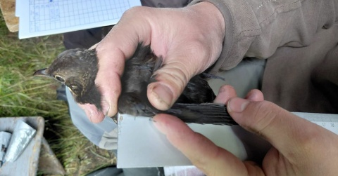 Dzięki obrączkowaniu o ptakach wiemy więcej. Akcja ornitologów pod Włocławkiem