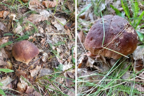 Grzybiarze szturmują kujawsko-pomorskie lasy. Pod Koronowem zbierają kosze kurek
