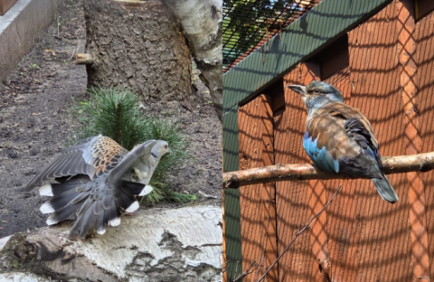 Ptaki znane ze słynnego filmu o Kevinie zamieszkały w toruńskim zoo. Są w Polsce coraz rzadsze