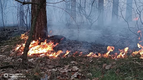 Seria pożarów w lasach pod Bydgoszczą. To wywołuje w nas ogromny gniew i smutek