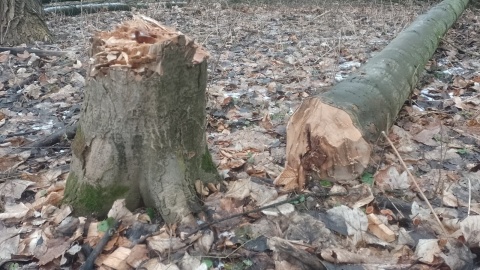 Śledztwo w sprawie prac prowadzonych w okresie lęgowym ptaków. Prokuratura bada wycinkę drzew