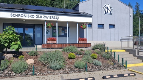 Psy z bydgoskiego schroniska czekają na tymczasową opiekę w związku z remontem placówki