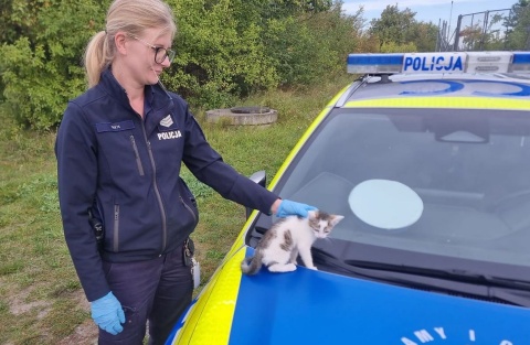 Policjanci z Aleksandrowa Kujawskiego uratowali małego kotka