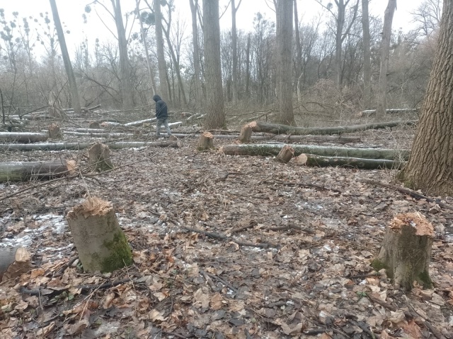 Dewastacja drzew na chronionych terenach w Toruniu. Najstarsze miało 80 lat [zdjęcia  wideo]