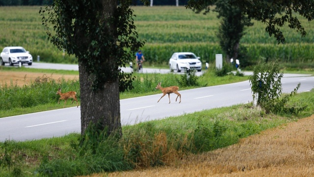 Coraz częstsze wypadki z udziałem zwierząt. Jak postępować w takiej sytuacji