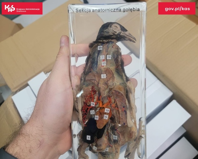 Celnicy z Bydgoszczy znaleźli pięć gołębi skalnych zalanych żywicą. Preparaty przyleciały z Chin