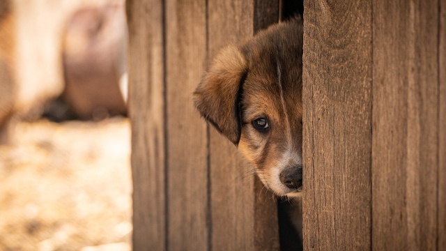 Zarzut zaniedbań w schronisku dla zwierząt w Golubiu-Dobrzyniu. Są decyzje wojewody