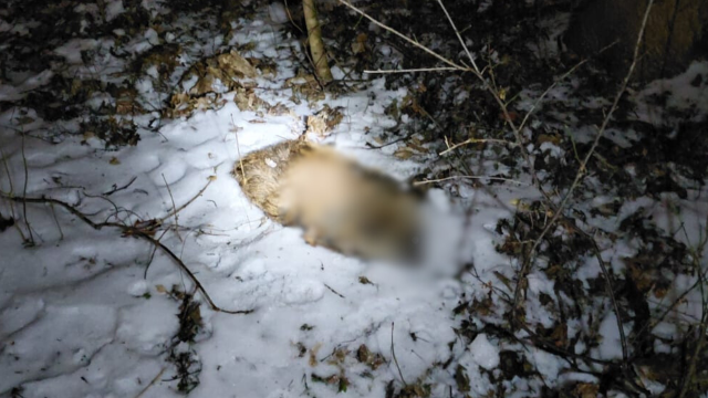 Martwy dzik na ulicy w Toruniu. Czy przyczyną był Afrykański Pomór Świń