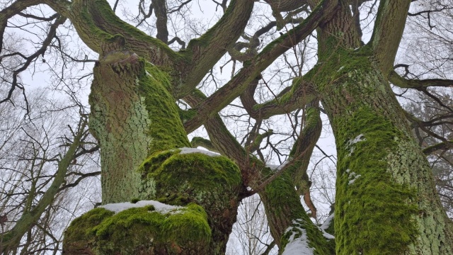 Grudziądzki radny nie chce budowy bloku w pobliżu zabytkowego parku. Inwestycja została zawieszona