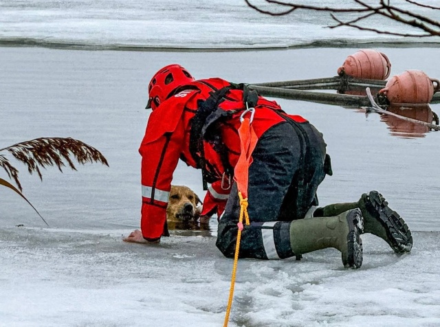 Strażacy z Mąkowarska uratowali psa z zamarzniętego jeziora