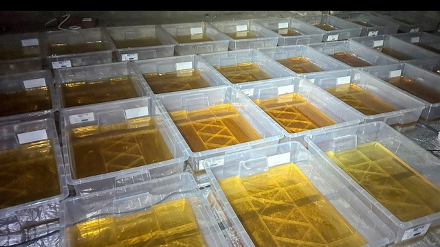 Rozbito potężny gang narkotykowy. Ponad tona niebezpiecznych substancji przejęta przez CBŚP