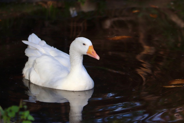 Gęś Biała Kołudzka zagrożona przez wirus ptasiej grypy. Trwa walka o zabezpieczenie materiału genetycznego