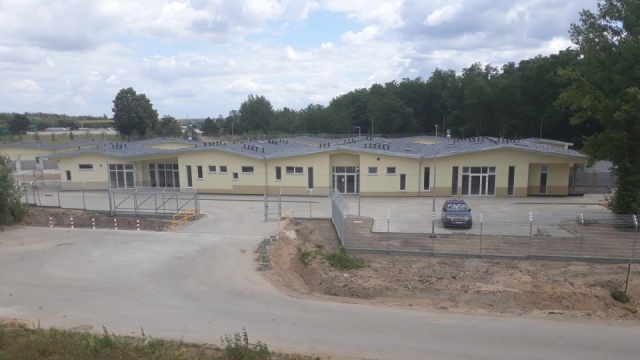 Psi problem w Grudziądzu. Radny obawia się zagranicznych adopcji, MZK odpiera zarzuty