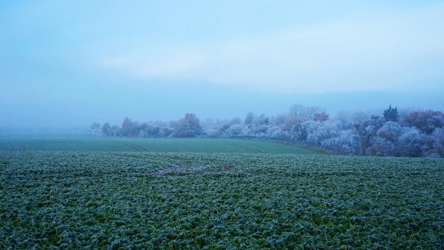 Rolnicy z regionu liczą straty po zimie. Mówią, że pszenica przetrwa, gorzej z innymi uprawami