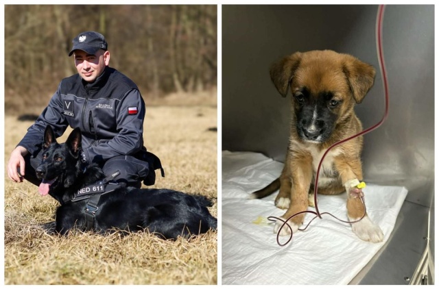 Więzienny psi strażnik z Potulic pomógł ratować życie 8-tygodniowego szczeniaka [zdjęcia]