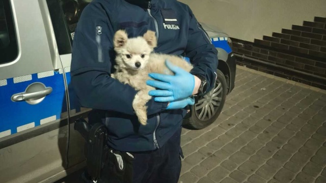 Policjanci z Inowrocławia uratowali psa z filara wiaduktu. Zwierzę było kilka metrów nad ziemią