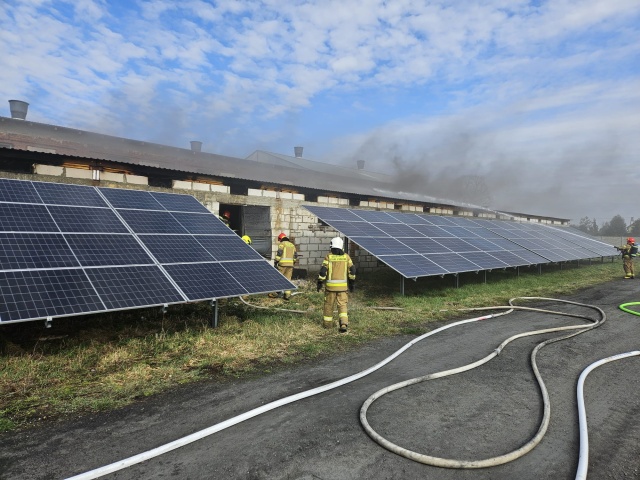 Pożar chlewni w powiecie inowrocławskim. Pół tysiąca świń nie żyje
