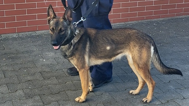 Psy tropiące wciąż są bardzo pomocne w poszukiwaniach osób zaginionych [Temat Tygodnia PR PiK]