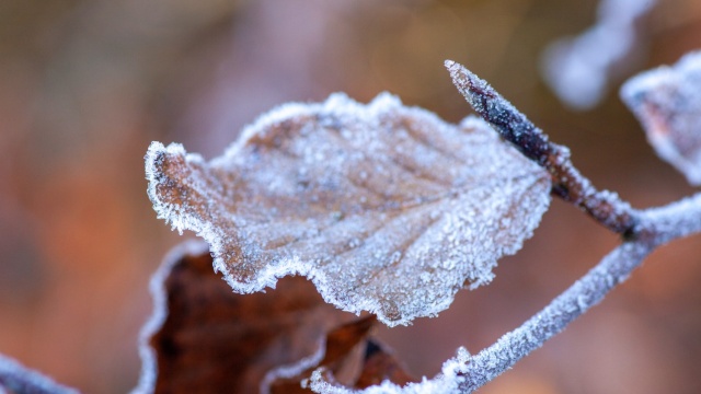 Ostrzeżenie przed przymrozkami w regionie. Temperatura przy gruncie spadnie do -6C