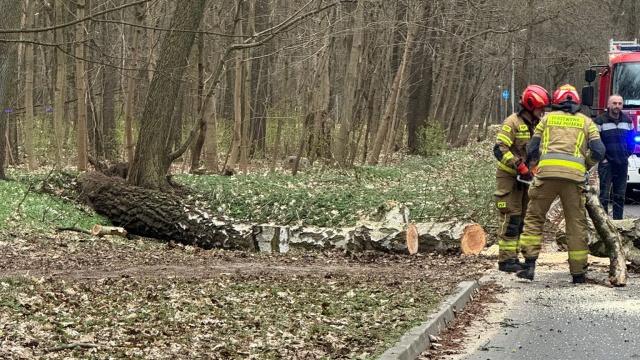 Powalone drzewa przez silny wiatr i awarie prądu. Strażacy z regionu mają ręce pełne roboty [wideo]